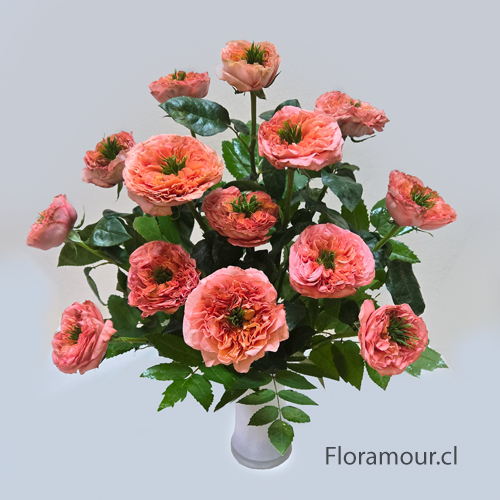 Exclusiva variedad de rosas inglesas (Textura y aspecto similar a Peonia o Ran&uacute;nculo) Tonalidad puede variar seg&uacute;n importaci&oacute;n